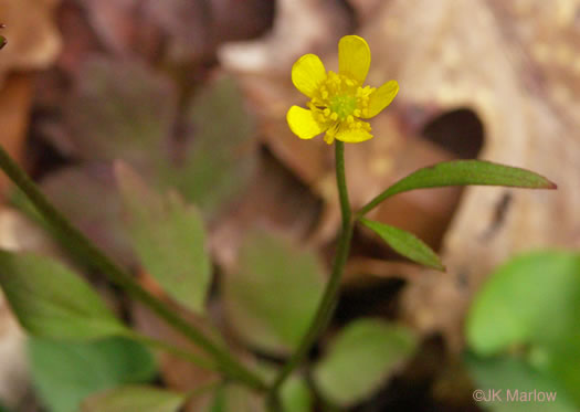 image of Ranunculus fascicularis, Early Buttercup, Thick-root Butterdup