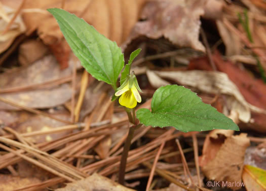 image of Viola glaberrima, Northern Wedgeleaf Violet