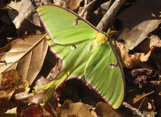 image of Liquidambar styraciflua, Sweetgum