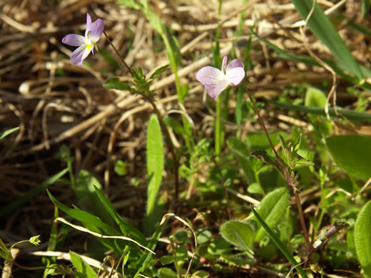 image of Viola rafinesquei, Johnny Jump-up, American Field Pansy, Wild Pansy