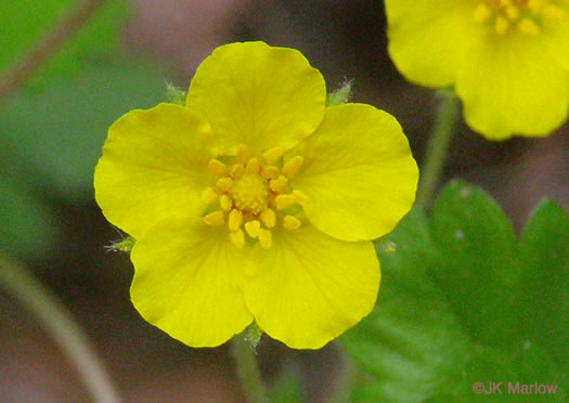 Potentilla canadensis, Dwarf Cinquefoil, Running Five-fingers