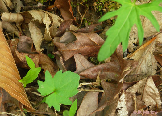 image of Viola palmata var. palmata, Wood Violet, Southern Three-lobed Violet