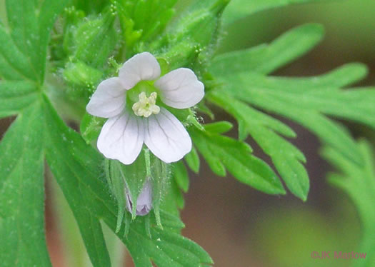 image of Geranium carolinianum, Carolina Cranesbill