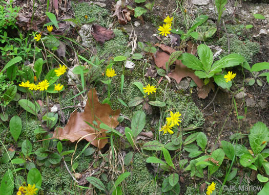 image of Hieracium venosum, Rattlesnake Hawkweed, Rattlesnake Weed, Veiny Hawkweed