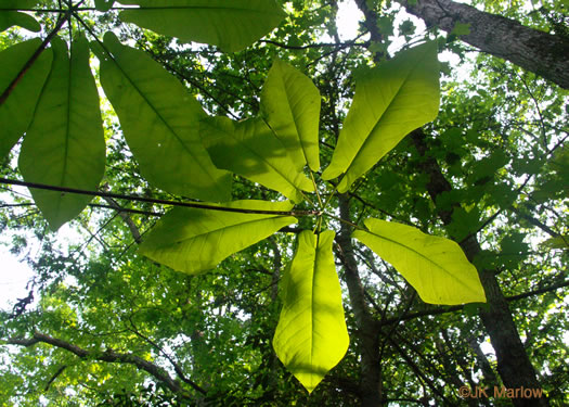 image of Magnolia fraseri, Fraser Magnolia, Mountain Magnolia, Earleaf Umbrella-tree, Umbrella Tree