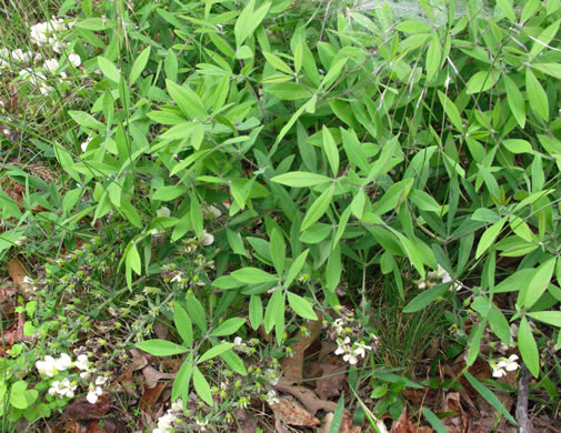 image of Baptisia bracteata, Creamy Wild Indigo