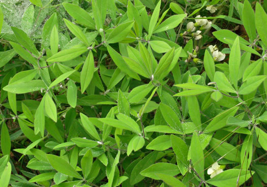 image of Baptisia bracteata, Creamy Wild Indigo