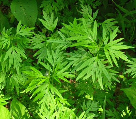 image of Artemisia vulgaris, Mugwort, Felon Herb