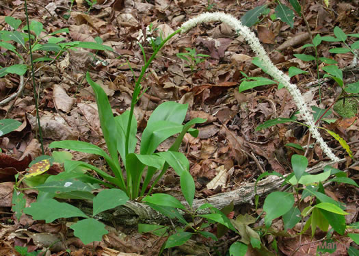 image of Chamaelirium luteum, Fairywand, Devil's Bit