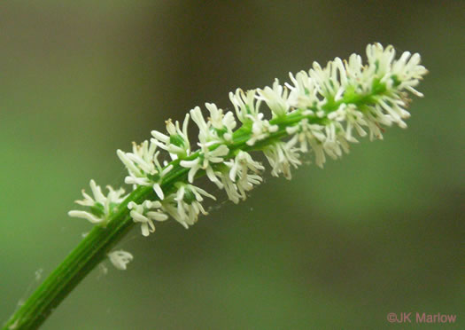 image of Chamaelirium luteum, Fairywand, Devil's Bit