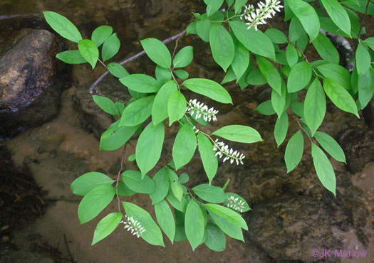 Itea virginica, Virginia Sweetspire, Virginia-willow