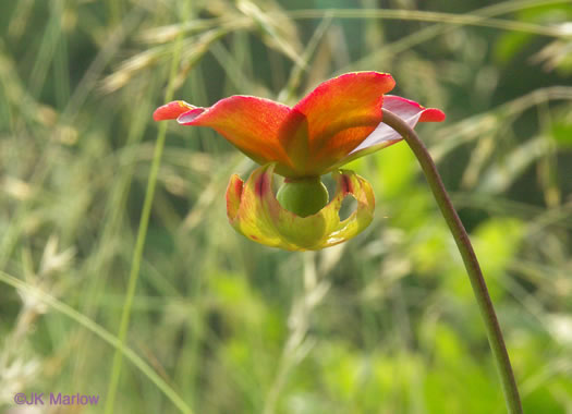 image of Sarracenia jonesii, Mountain Sweet Pitcherplant