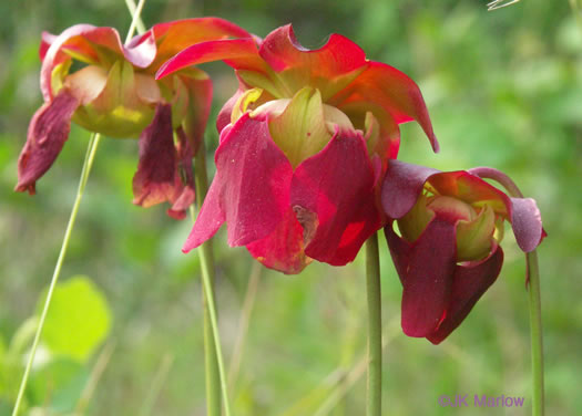 Sarracenia jonesii, Mountain Sweet Pitcherplant