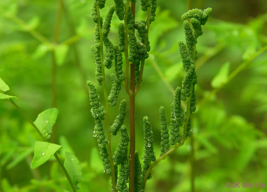 image of Osmunda spectabilis, American Royal Fern