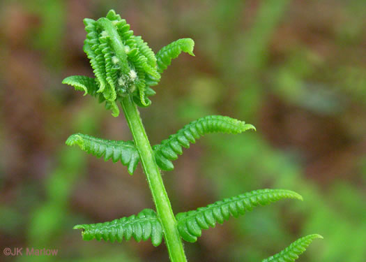 image of Osmundastrum cinnamomeum, Cinnamon Fern