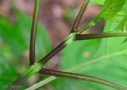 image of Collinsonia canadensis, Northern Horsebalm, Citronella, Canada Stoneroot, Canada Horsebalm