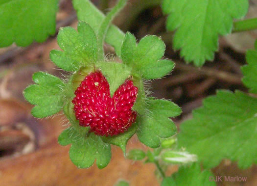 image of Potentilla indica, Indian Strawberry, Mock Strawberry