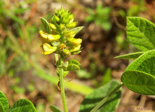 image of Rhynchosia tomentosa, Twining Snoutbean, Erect Snoutbean