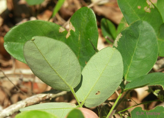 image of Galactia regularis, Downy Milkpea, Hairy Milkpea, Twining Milkpea, Eastern Milkpea