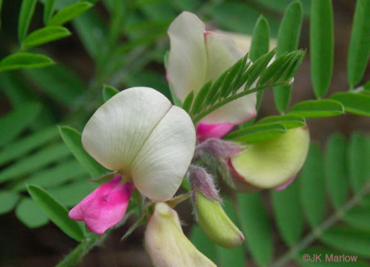 image of Tephrosia virginiana, Virginia Goat's Rue, Devil's Shoestrings