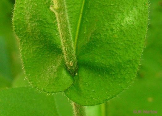 image of Andersonglossum virginianum, Southern Wild Comfrey, Southern Hound’s-tongue