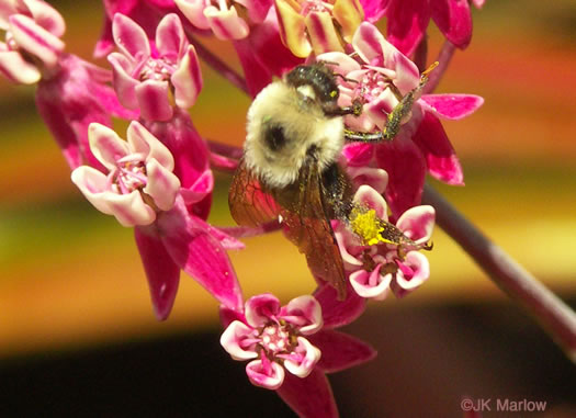 image of Asclepias rubra, Purple Savanna Milkweed, "Red Milkweed", Bog Milkweed