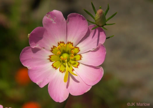 image of Sabatia kennedyana, Plymouth Rose-gentian, Plymouth Gentian