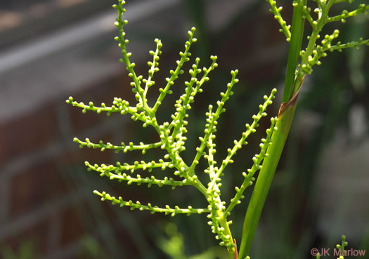 image of Sabal minor, Dwarf Palmetto, Bush Palmetto, Dwarf Blue Palmetto, Bluestem Palmetto