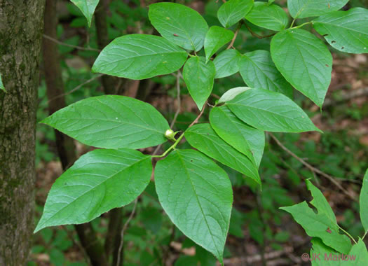 image of Stewartia ovata, Mountain Camellia, Mountain Stewartia