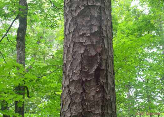 image of Pinus virginiana, Virginia Pine, Scrub Pine, Jersey Pine, Possum Pine