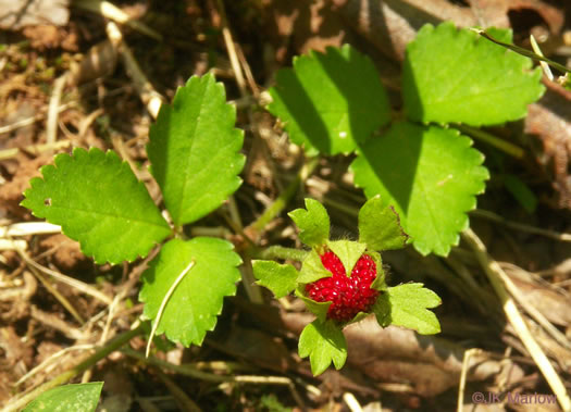 image of Potentilla indica, Indian Strawberry, Mock Strawberry