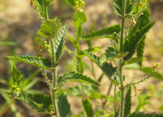 image of Tragia urticifolia, Nettleleaf Noseburn, Tragia