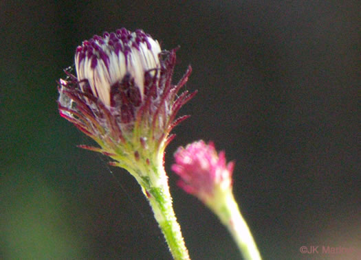 image of Vernonia acaulis, Stemless Ironweed, Carolina Ironweed, Flatwoods Ironweed