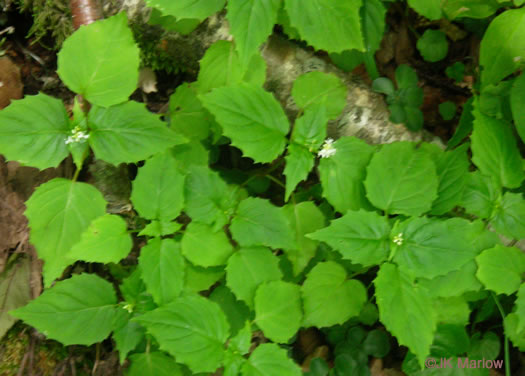 image of Circaea alpina ssp. alpina, Alpine Enchanter's Nightshade, Smaller Enchanter's Nightshade