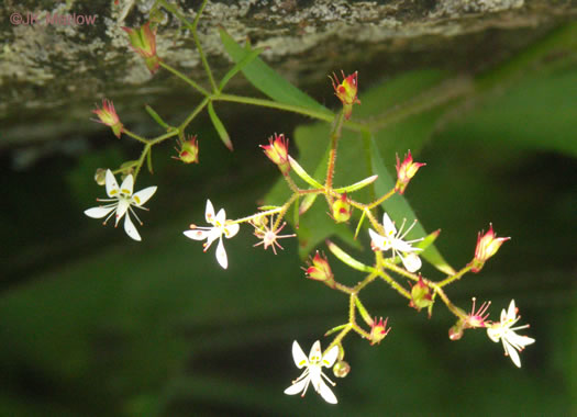 image of Micranthes petiolaris var. petiolaris, Michaux's Saxifrage, Cliff Saxifrage