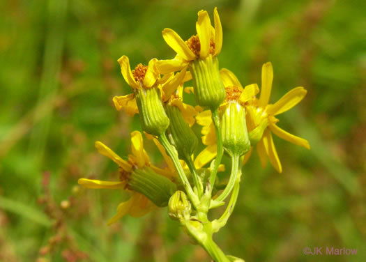 Packera schweinitziana, Robbins' Ragwort, New England Ragwort, New England Groundsel, Schweinitz's Ragwort