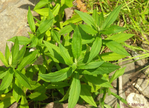 image of Mimulus ringens var. ringens, Allegheny Monkeyflower, Square-stemmed Monkeyflower