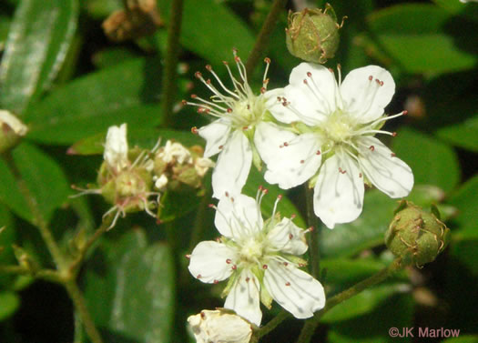 image of Sibbaldiopsis tridentata, Wineleaf Cinqefoil, Mountain Cinqefoil, Three-toothed Cinqefoil, Mountain White Potentilla