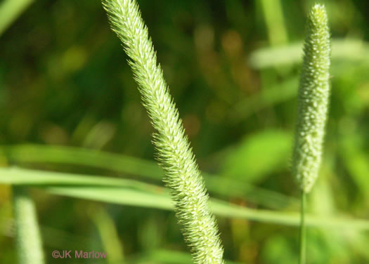 panicle