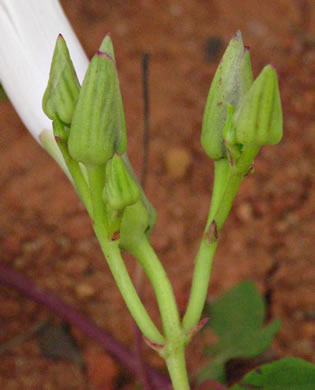 image of Ipomoea pandurata, Manroot, Wild Potato Vine, Man-of-the-earth, Wild Sweet Potato