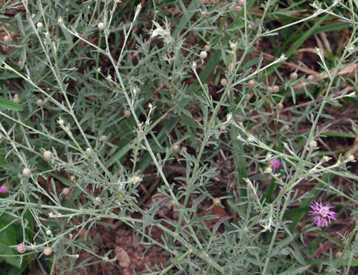 image of Centaurea stoebe ssp. micranthos, Spotted Knapweed, Bushy Knapweed