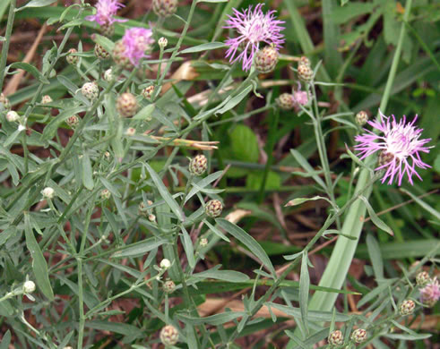 image of Centaurea stoebe ssp. micranthos, Spotted Knapweed, Bushy Knapweed