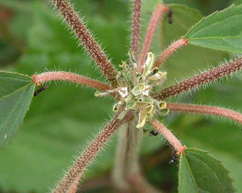 image of Croton glandulosus var. septentrionalis, Doveweed, Tooth-leaved Croton, Sand Croton, Northern Croton