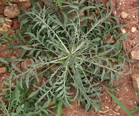 image of Centaurea stoebe ssp. micranthos, Spotted Knapweed, Bushy Knapweed