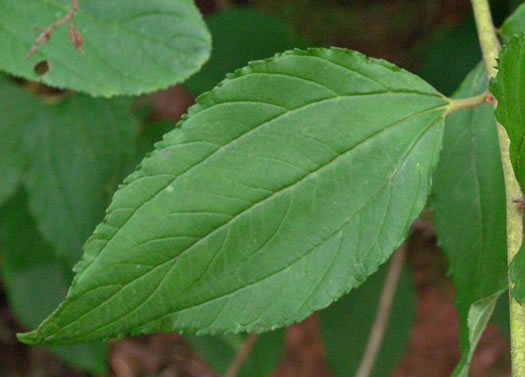 image of Ceanothus americanus var. americanus, Common New Jersey Tea, Redroot, Northeastern Ceanothus