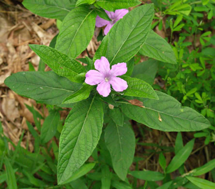 image of Ruellia caroliniensis, Carolina Wild-petunia, Common Wild-petunia, Hairy Ruellia