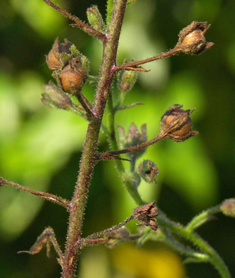 image of Verbascum blattaria, Moth Mullein