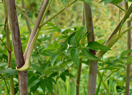 image of Cicuta maculata var. maculata, Water-hemlock, Spotted Cowbane