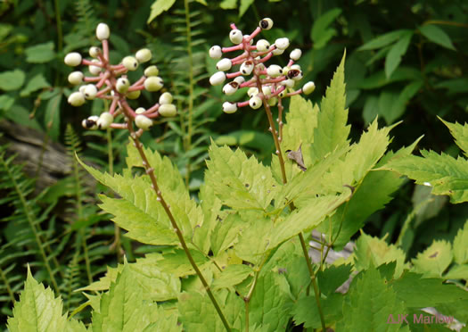 image of Actaea pachypoda, Doll's-eyes, White Baneberry, White Cohosh