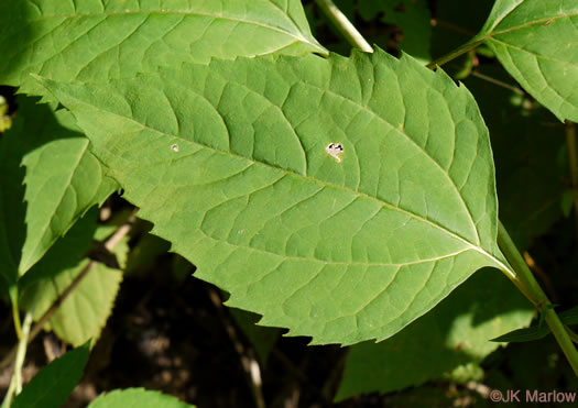 image of Heliopsis helianthoides var. helianthoides, False Sunflower, Eastern Oxeye, Eastern Sunflower-everlasting, Smooth Oxeye